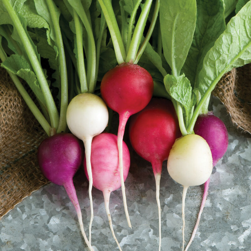 radishes.jpg