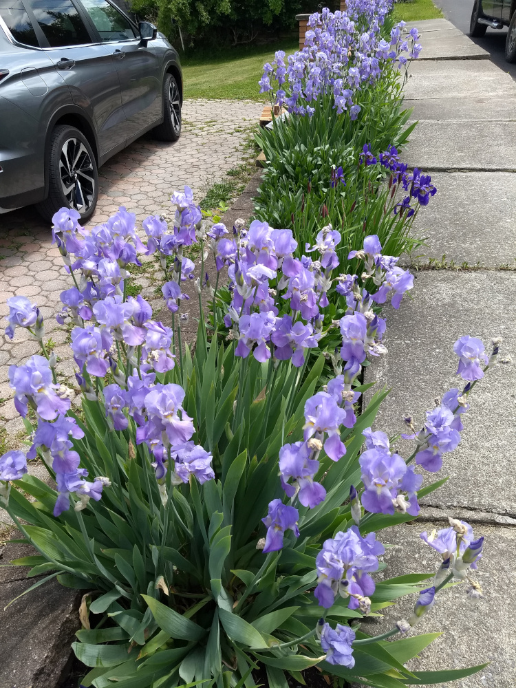 irises-in-bloom-2023-05-29.jpg