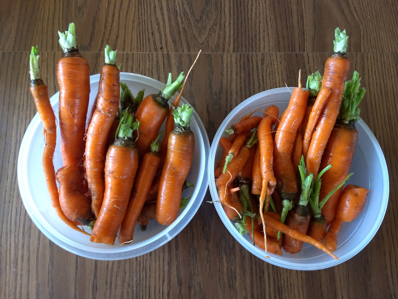 carrots-2021-11-10.jpg