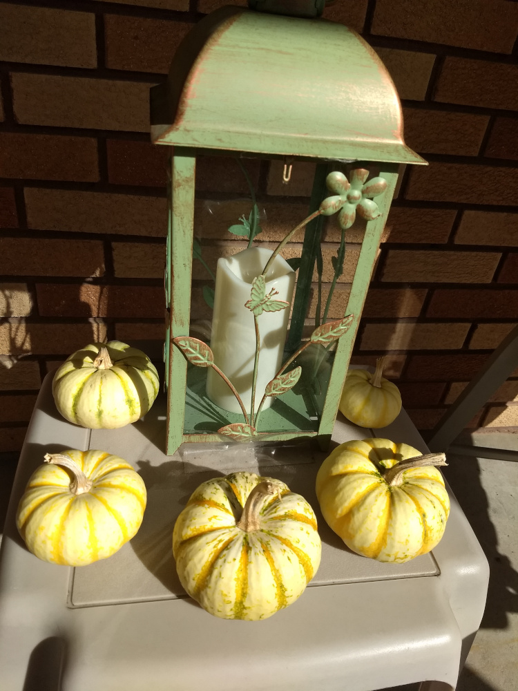 pumpkins-2021-10-08.jpg