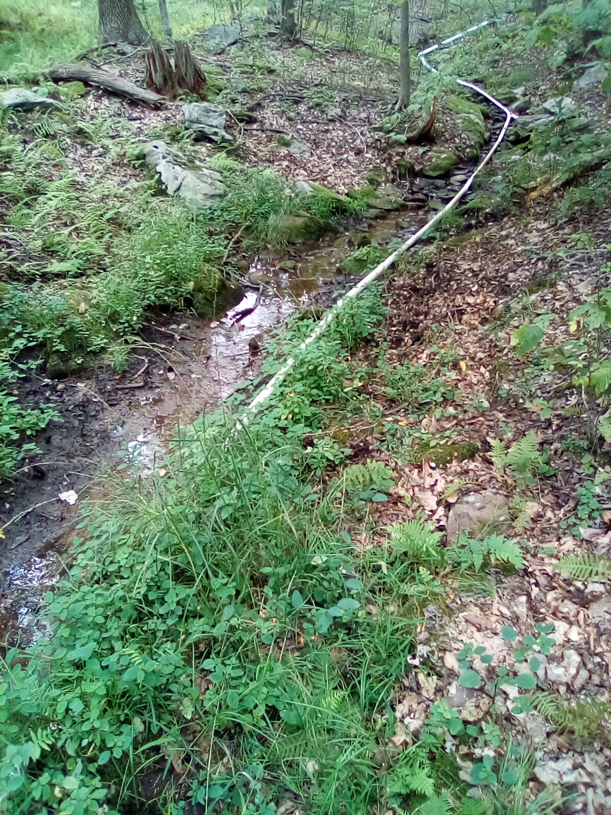 creek-upper-white.jpg