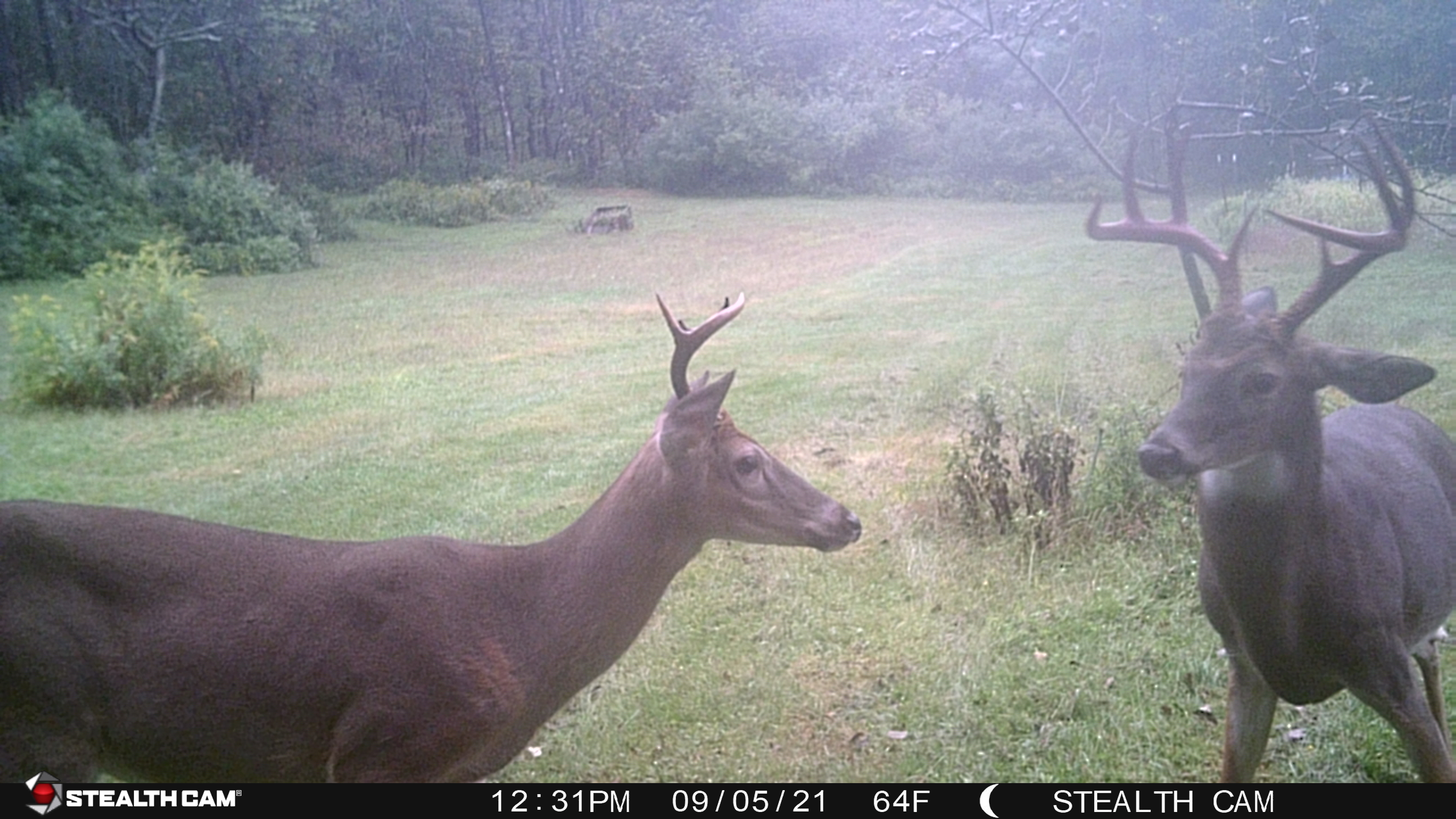 deer-in-the-yard.jpg